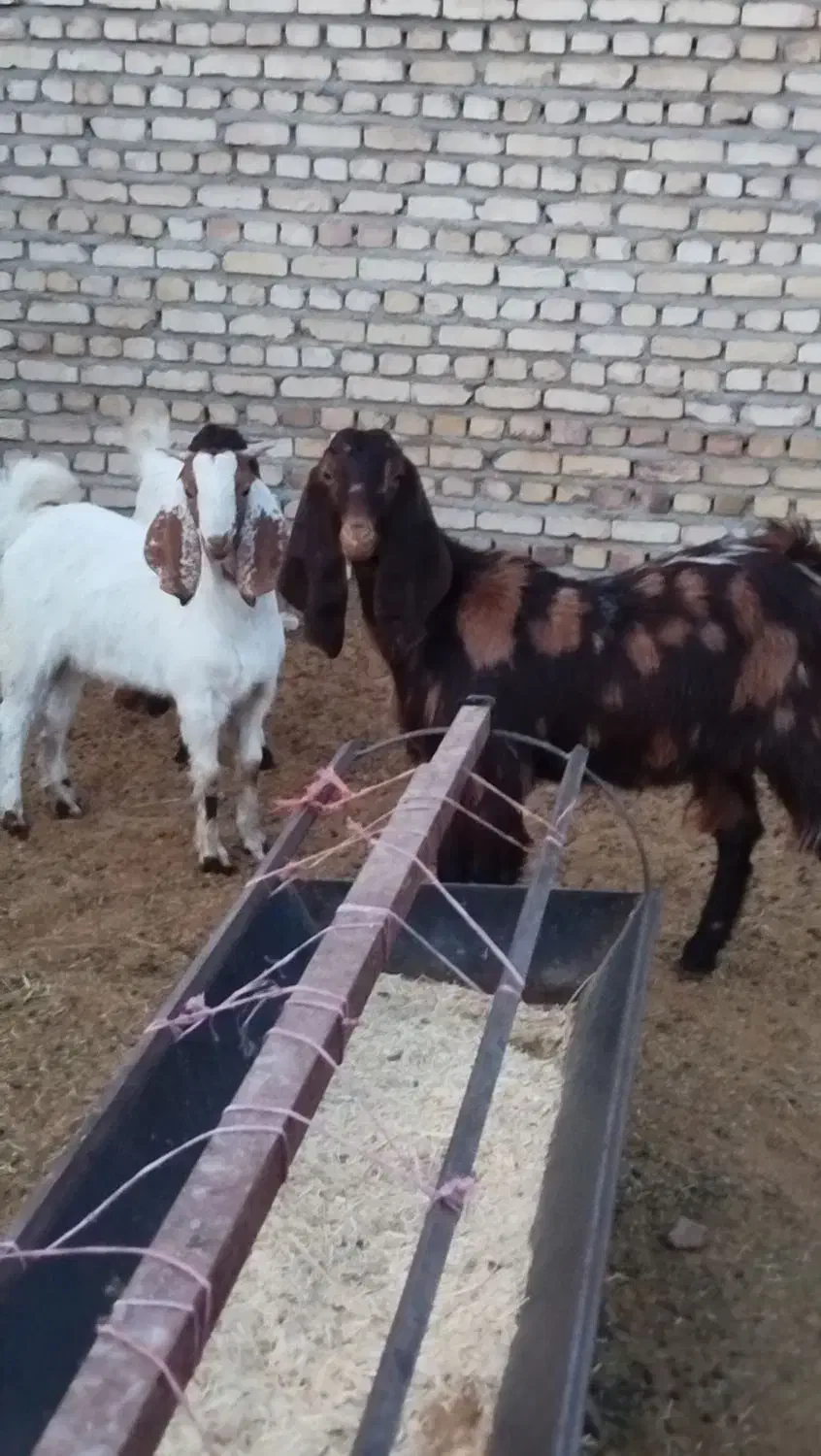 یک کولار پاکستانی اصل یک ساله آبستن بادوتا بزغاله|حیوانات مزرعه|ملک‌آباد, |دیوار