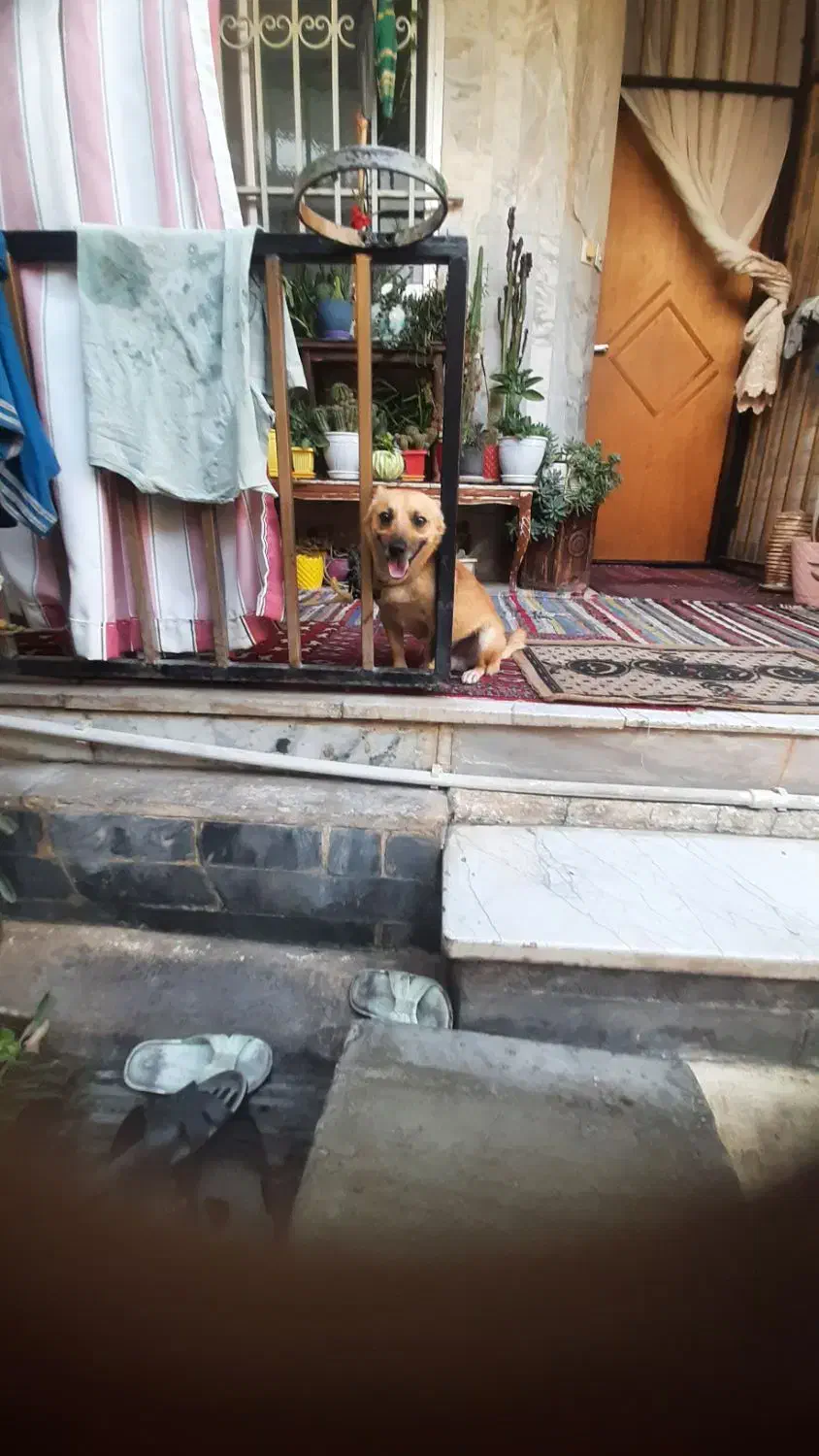 سگ نر اشپیز روباهی|سگ|گرگان, |دیوار