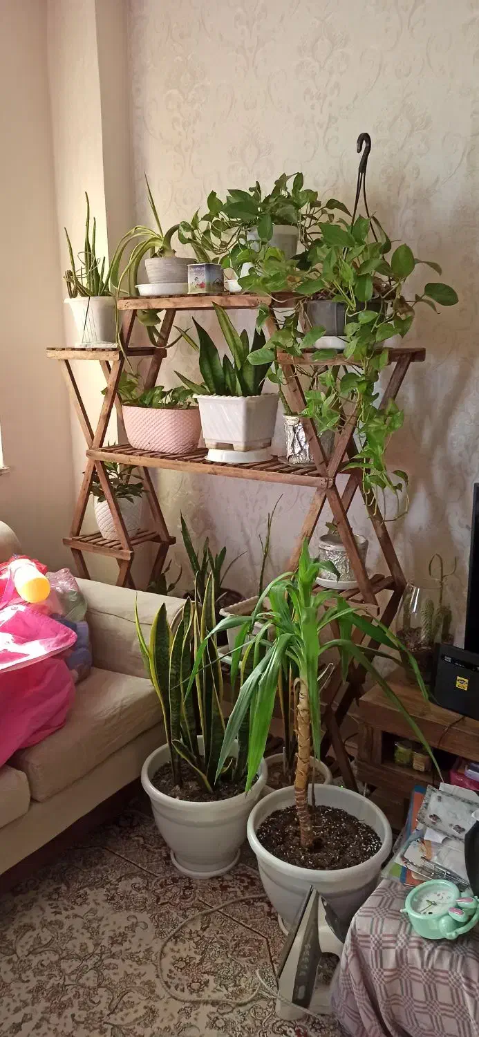 گل و جا گلدانی|گل و گیاه طبیعی|رشت, باهنر|دیوار