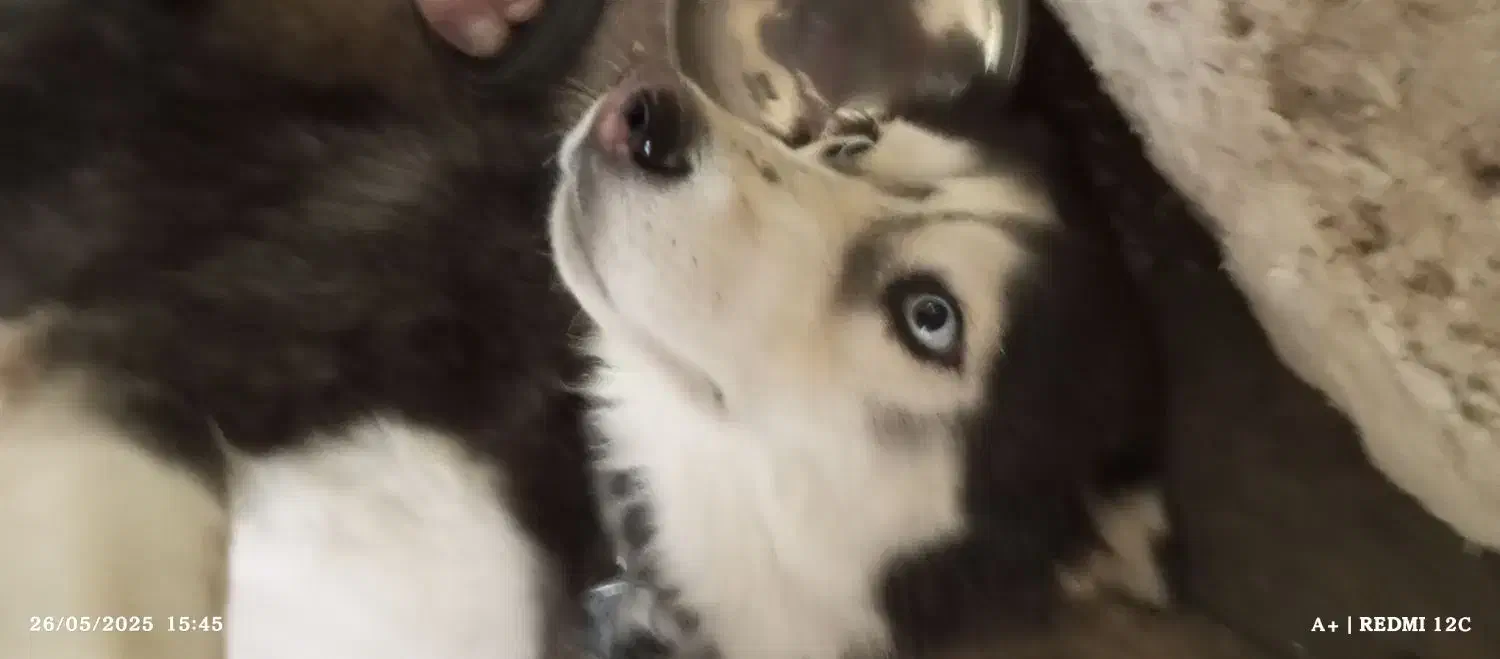 فعالیتهای اجتمایی سگهاپیداشده|حیوانات|سبزوار, ایزی شهر|دیوار