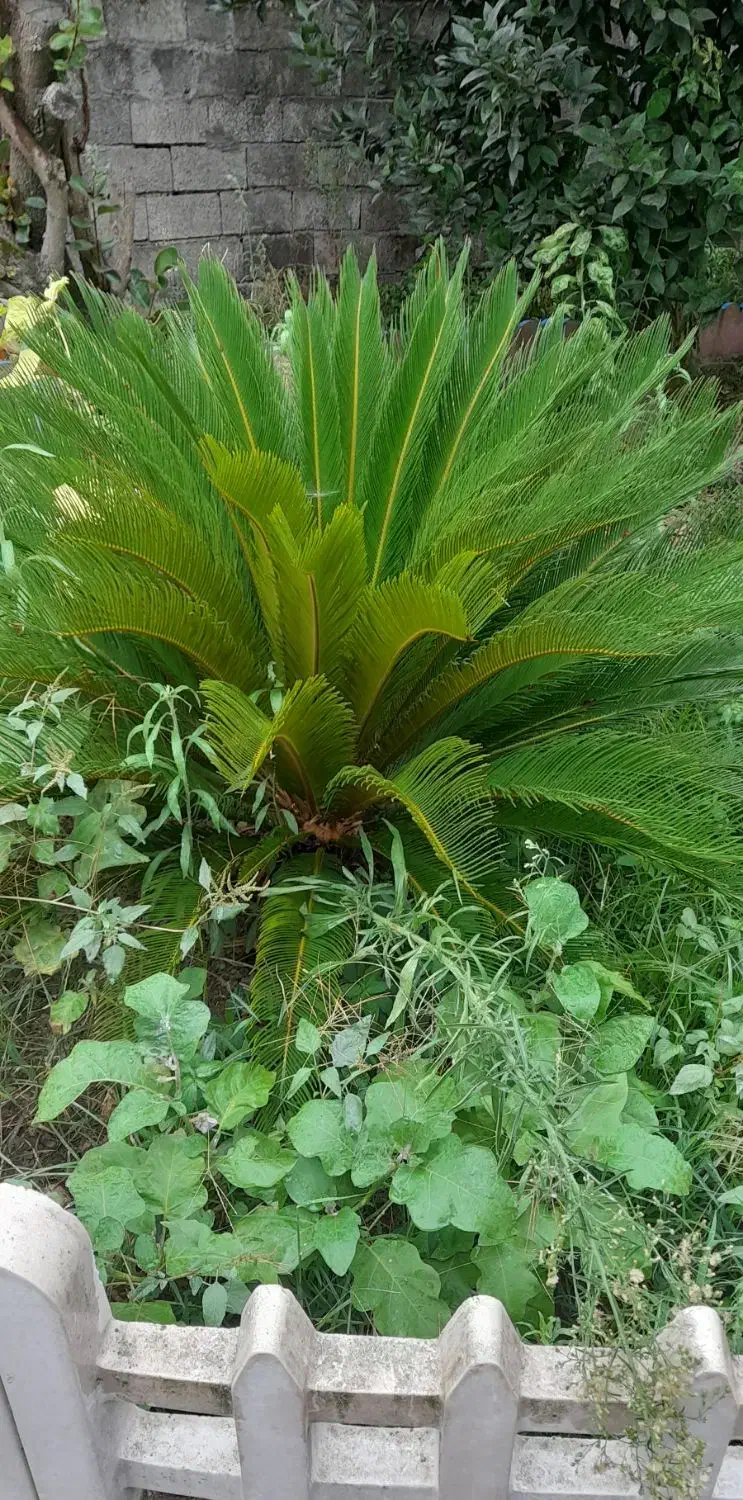 گل . گل های آپارتمانی و باغچه ای در گلدان|گل و گیاه طبیعی|شلمان, |دیوار