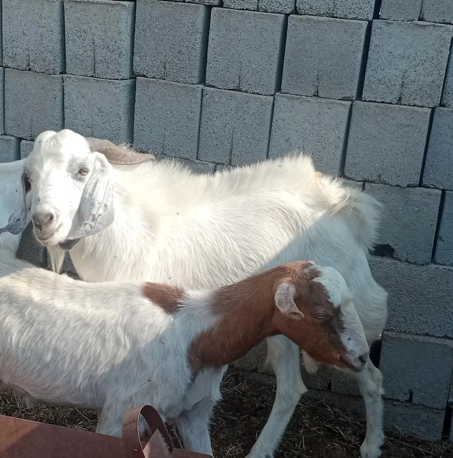 نری جوان|حیوانات مزرعه|تخت, |دیوار