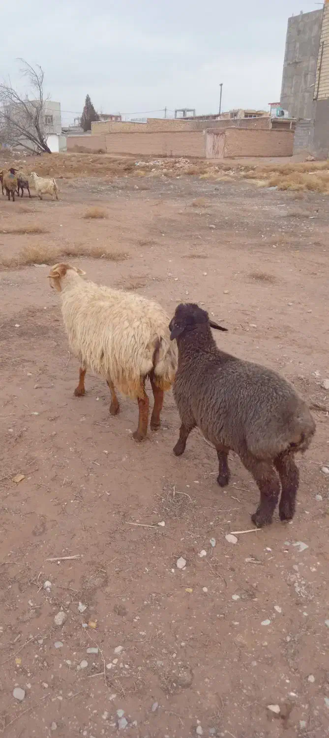 مال داشتی|حیوانات مزرعه|اسفراین, |دیوار