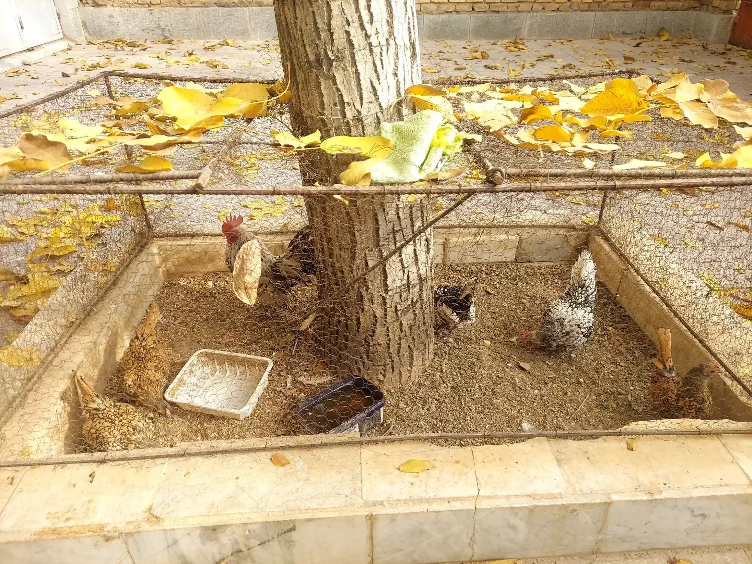 مرغ و خروس سبرایت مینیاتوری|حیوانات مزرعه|الیگودرز, |دیوار