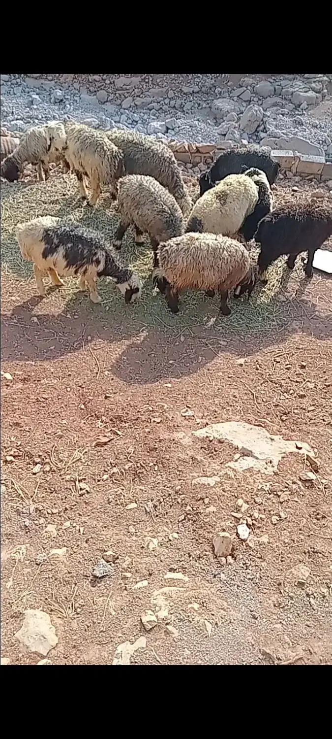 اینا کم شدن هرکسی پیدا کرد زنگ بزنید|حیوانات|شهرکرد, |دیوار