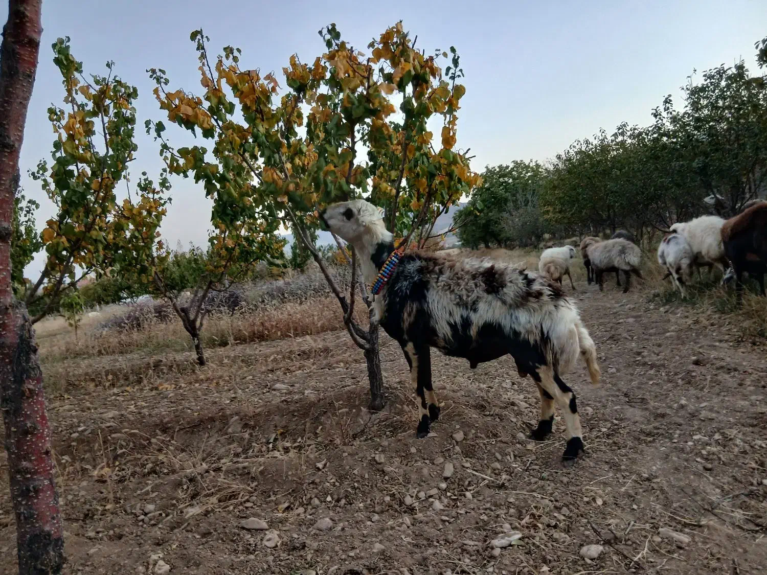 بره قوچ پلنگی خالسیاه اصل|حیوانات مزرعه|شازند, |دیوار