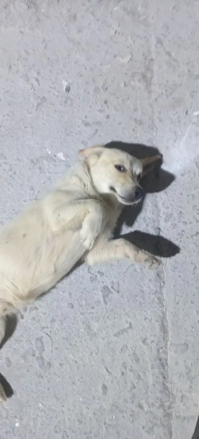 سگ پاکوتاه روباهی|سگ|یزد, |دیوار