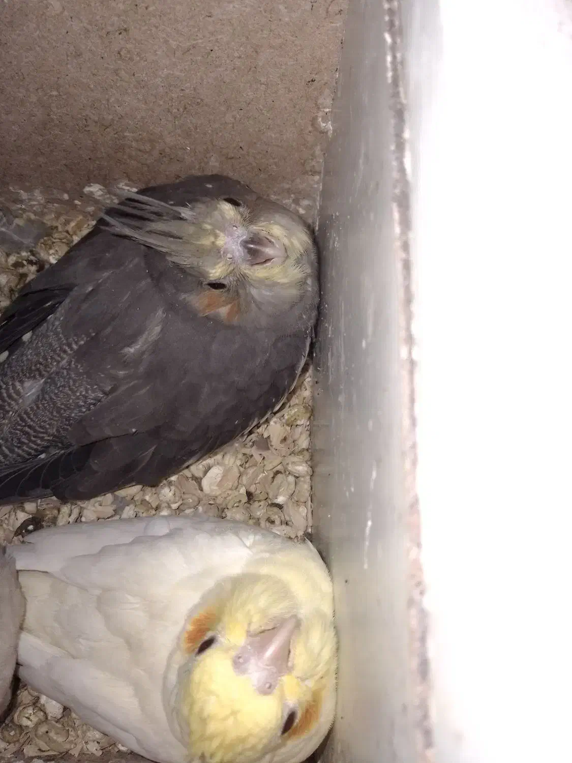 جوجه عروس هلندی|پرنده|فسا, |دیوار