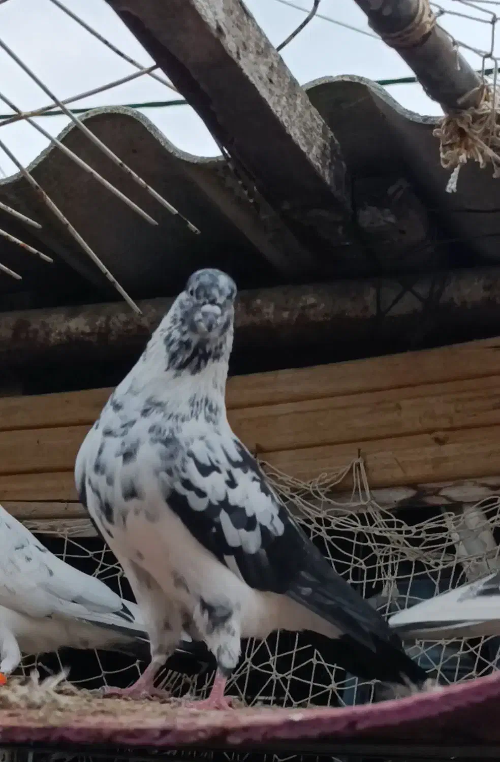 فروش کبوتر پرشی|پرنده|رامسر, |دیوار