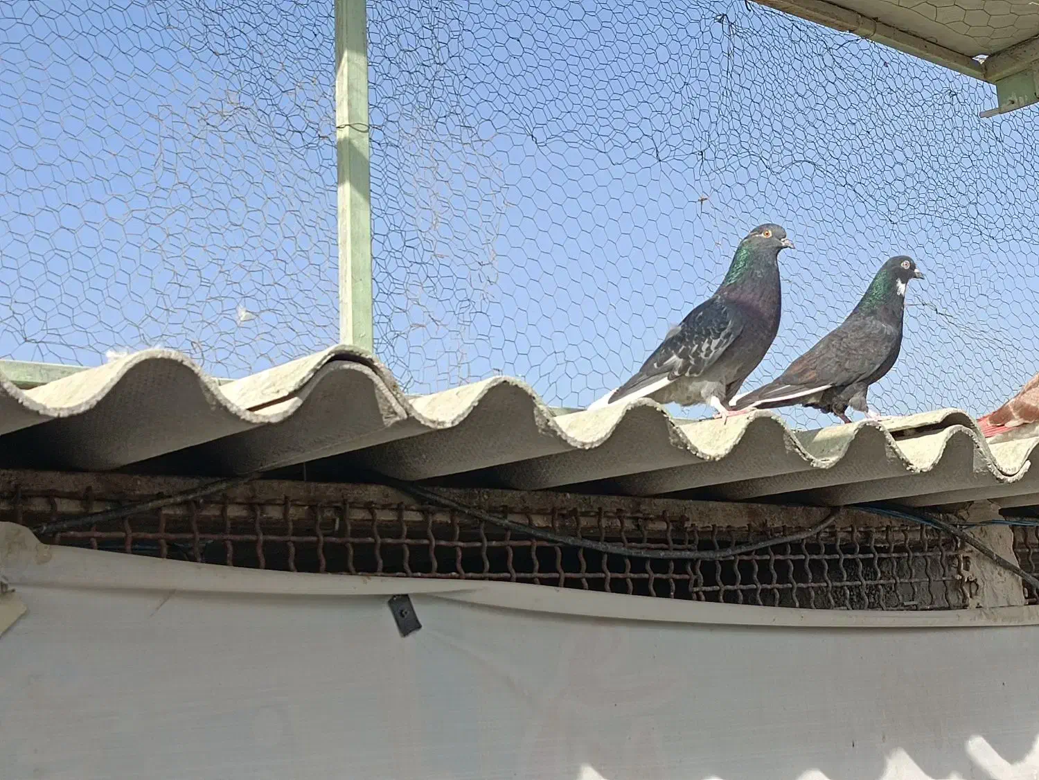 کبوتر پرشی|پرنده|صباشهر, |دیوار