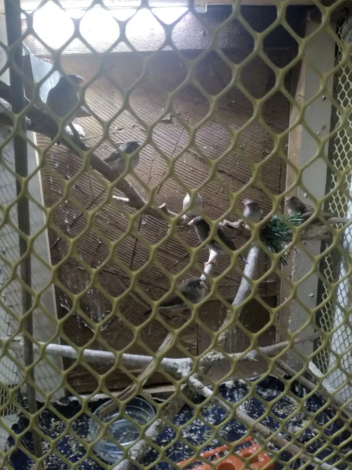 پرنده|پرنده|اسلامشهر, شهرک مصطفی خمینی|دیوار