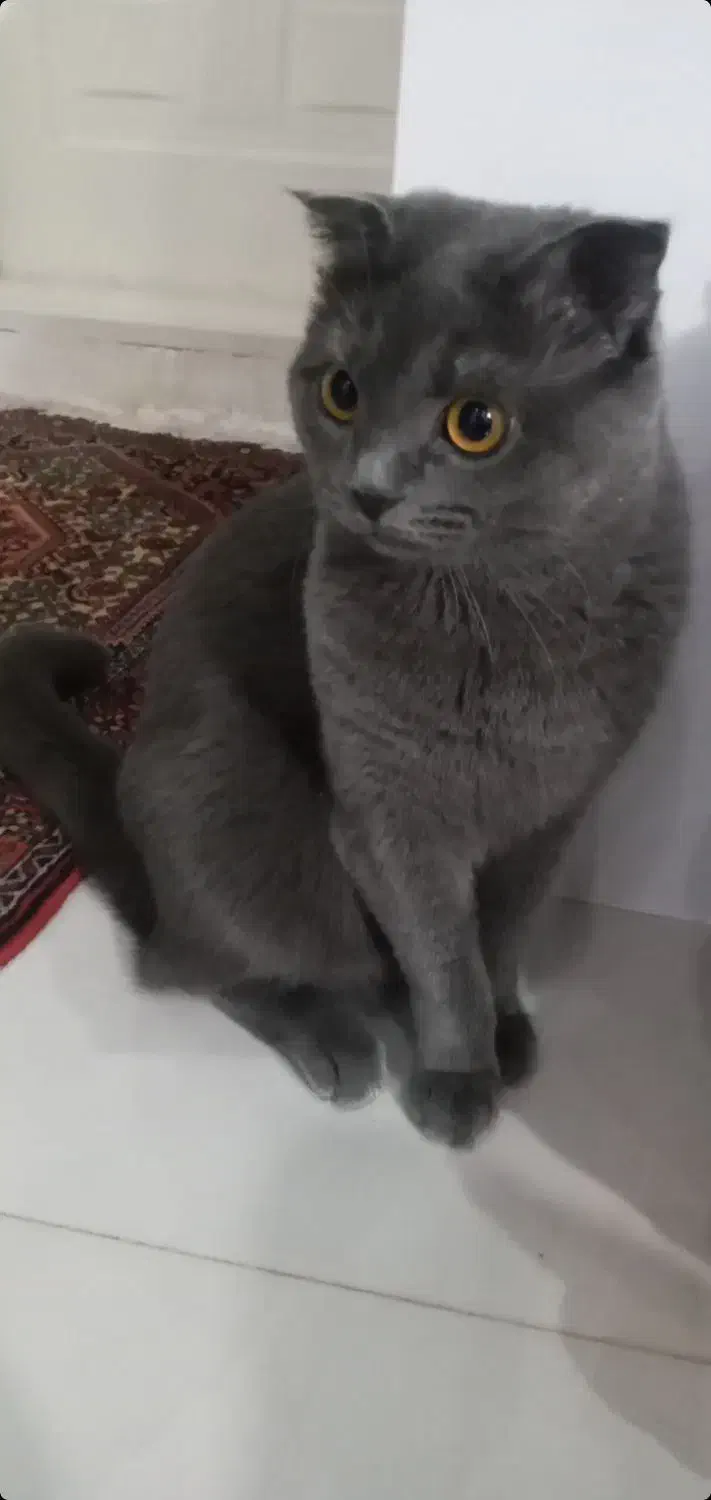 گربه ی نر اسکاتیش اصیل|گربه|میانه, |دیوار