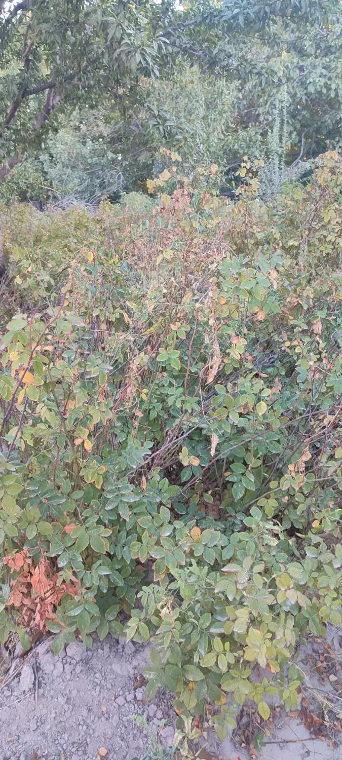 ریشه گل محمدی رایگان|گل و گیاه طبیعی|آذرشهر, |دیوار