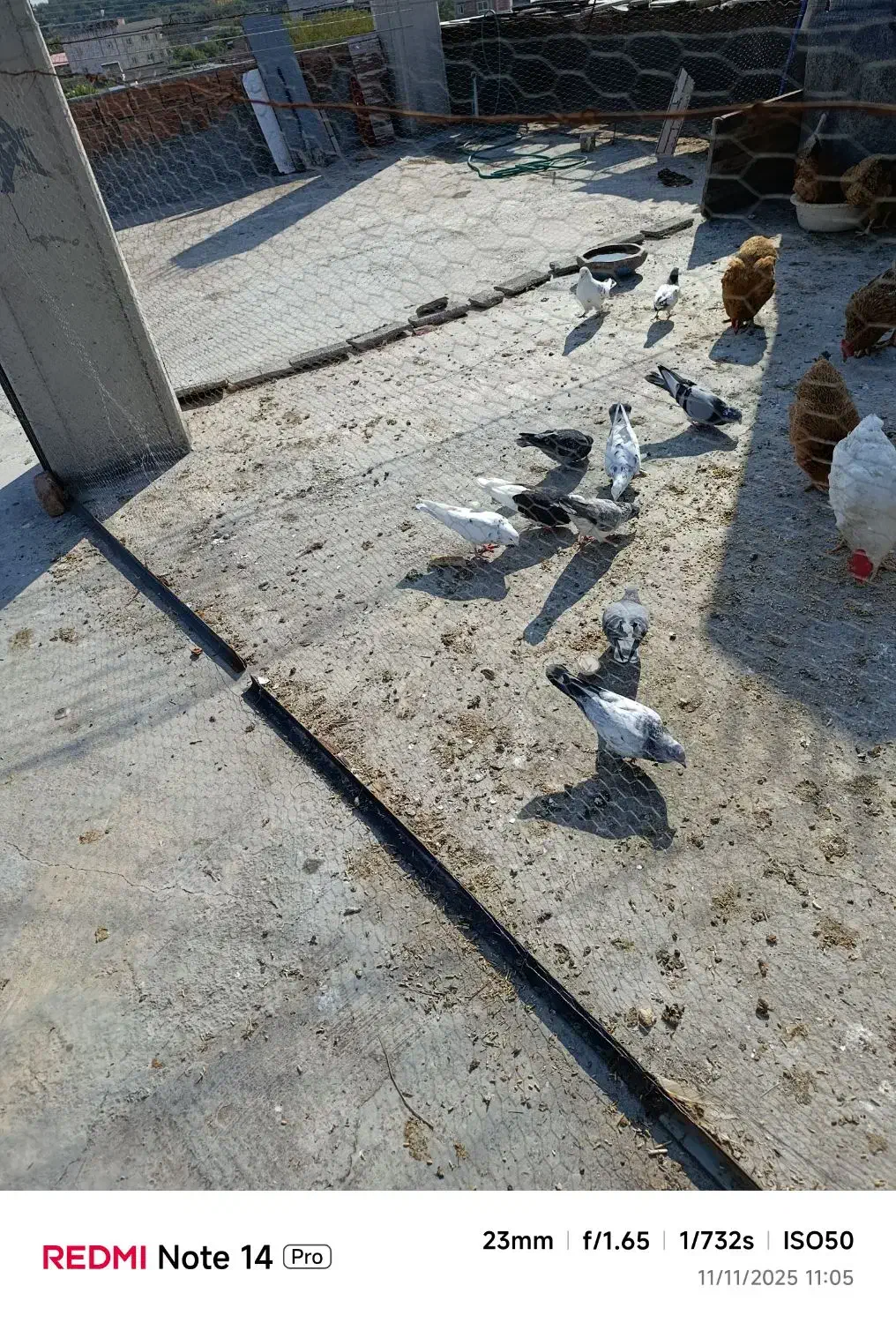 فروش کبوتر|پرنده|ساری, |دیوار