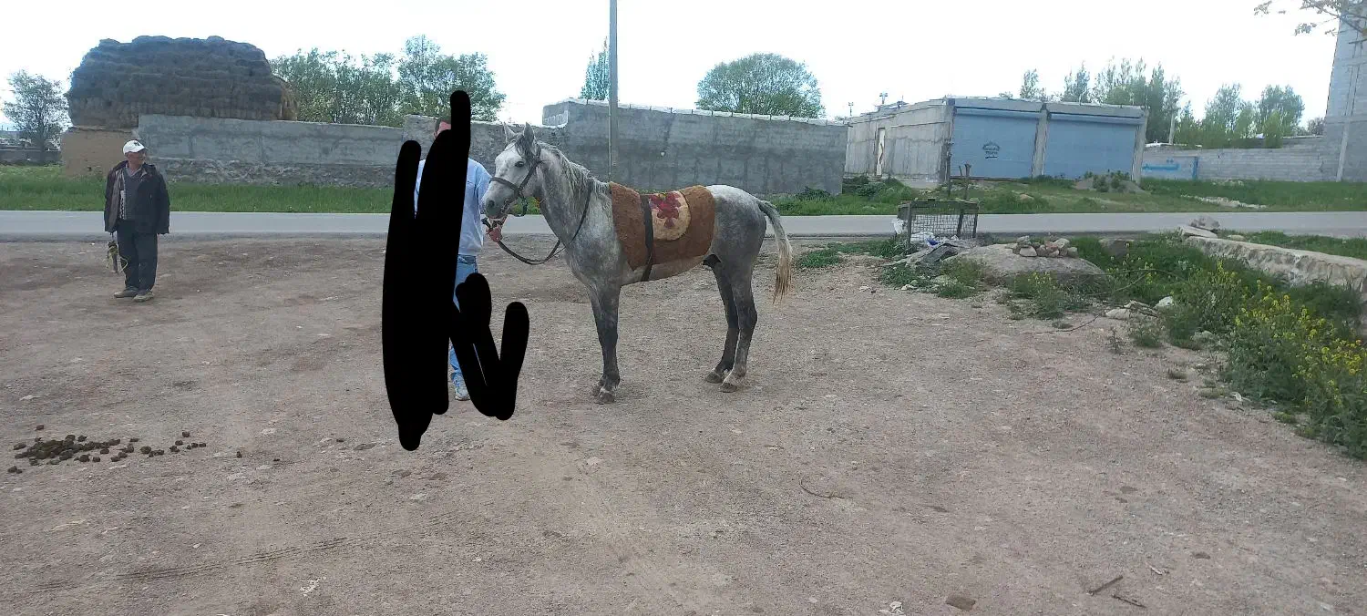 اسب|اسب و تجهیزات اسب‌سواری|سرعین, |دیوار