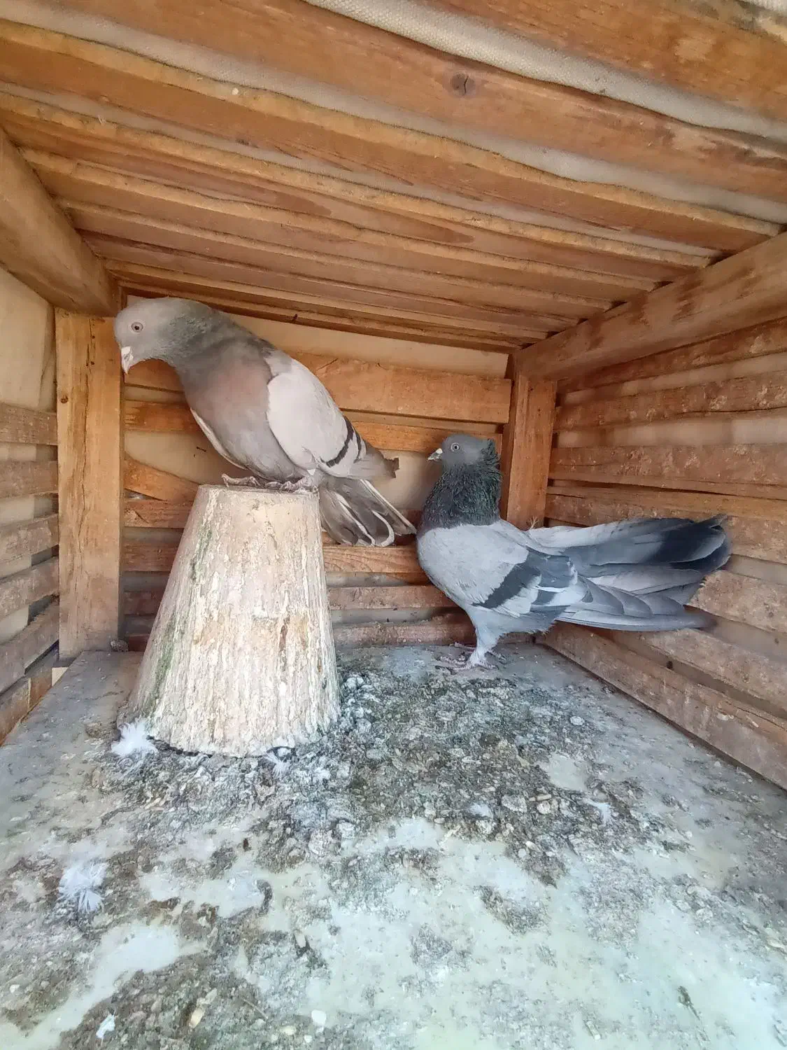 کبوتر اصفهانی کاغذی سینه طلای|پرنده|خمینی‌شهر, |دیوار