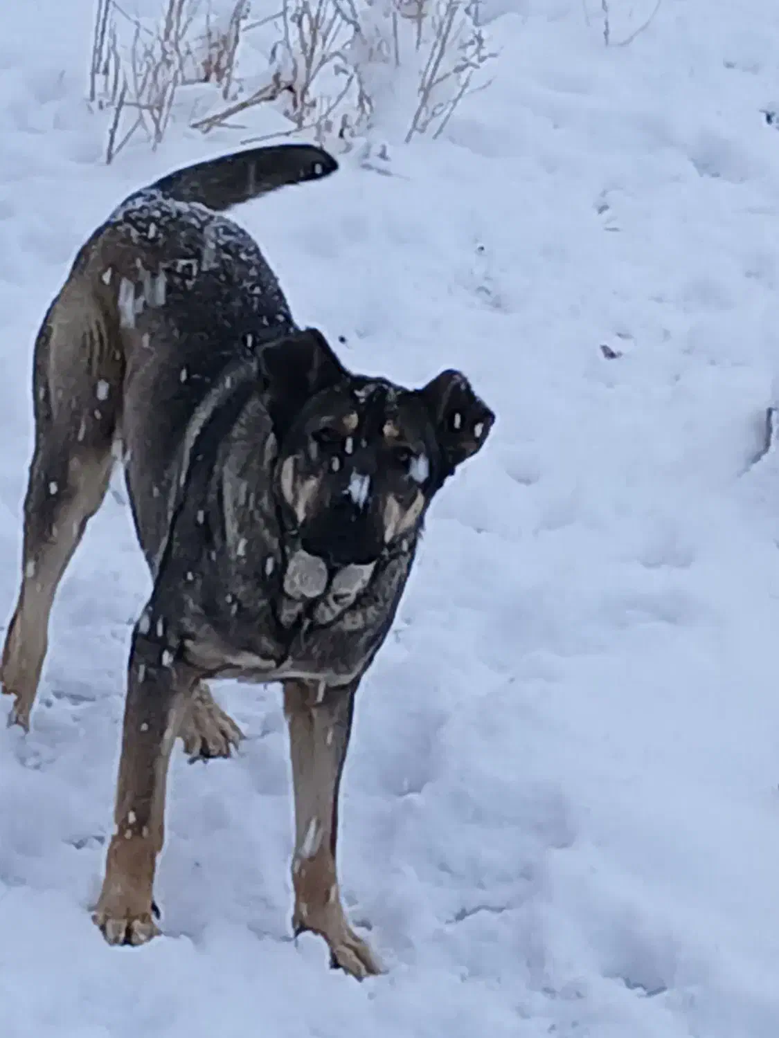 واگزاری سگ|سگ|قره چای, |دیوار