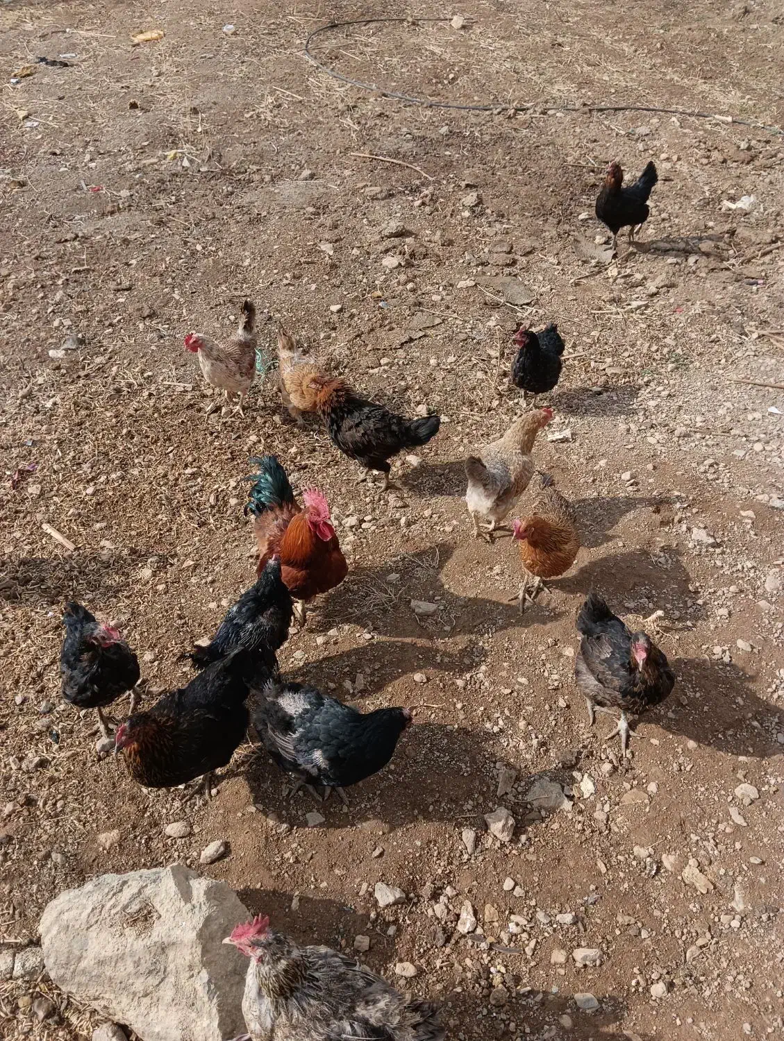 مرغ تخم گذار|حیوانات مزرعه|فریدونشهر, |دیوار