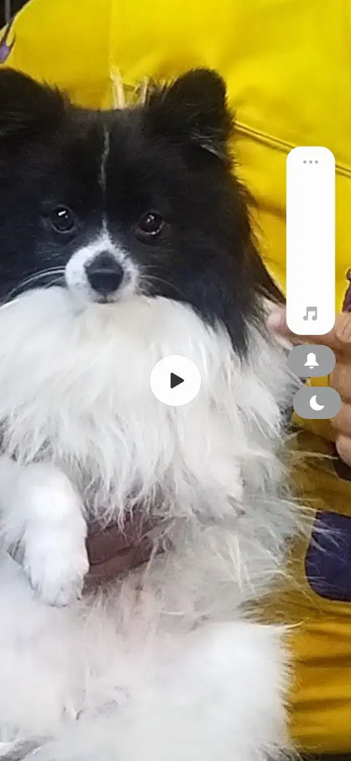 سگ گمشده|حیوانات|بندرعباس, |دیوار