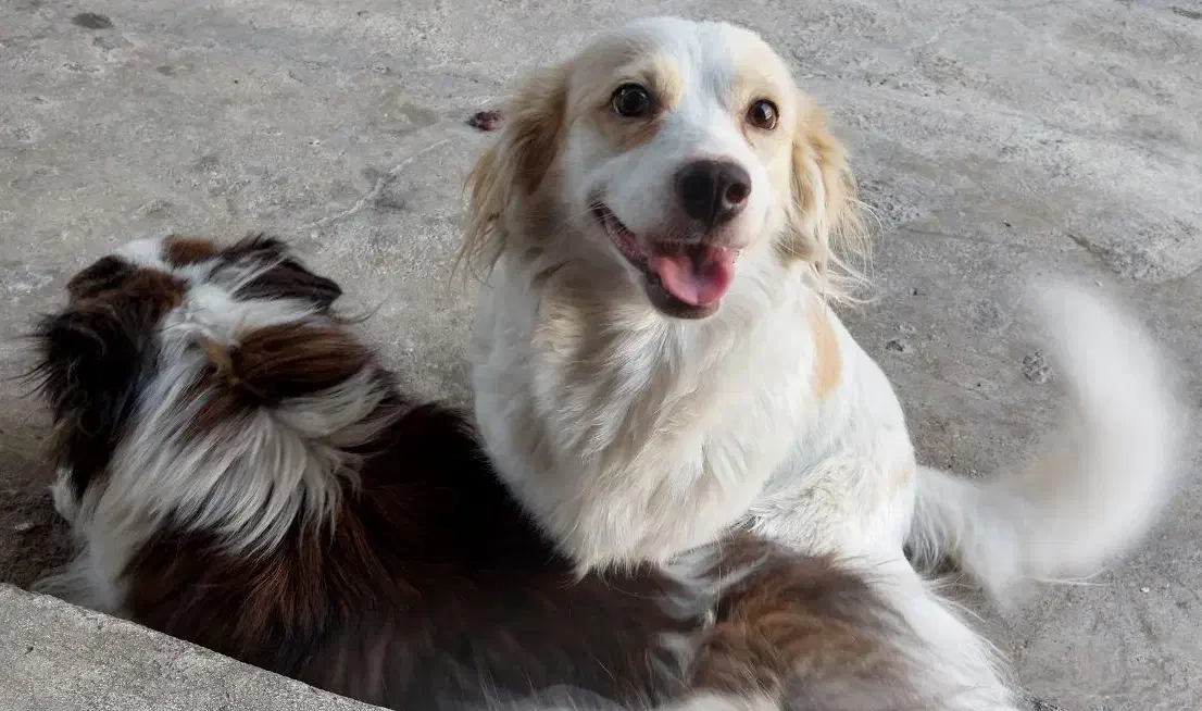 دو عدد سگ عروسکی خونگی با نژاد پامرشیتزو باهوش|سگ|مسجد سلیمان, |دیوار