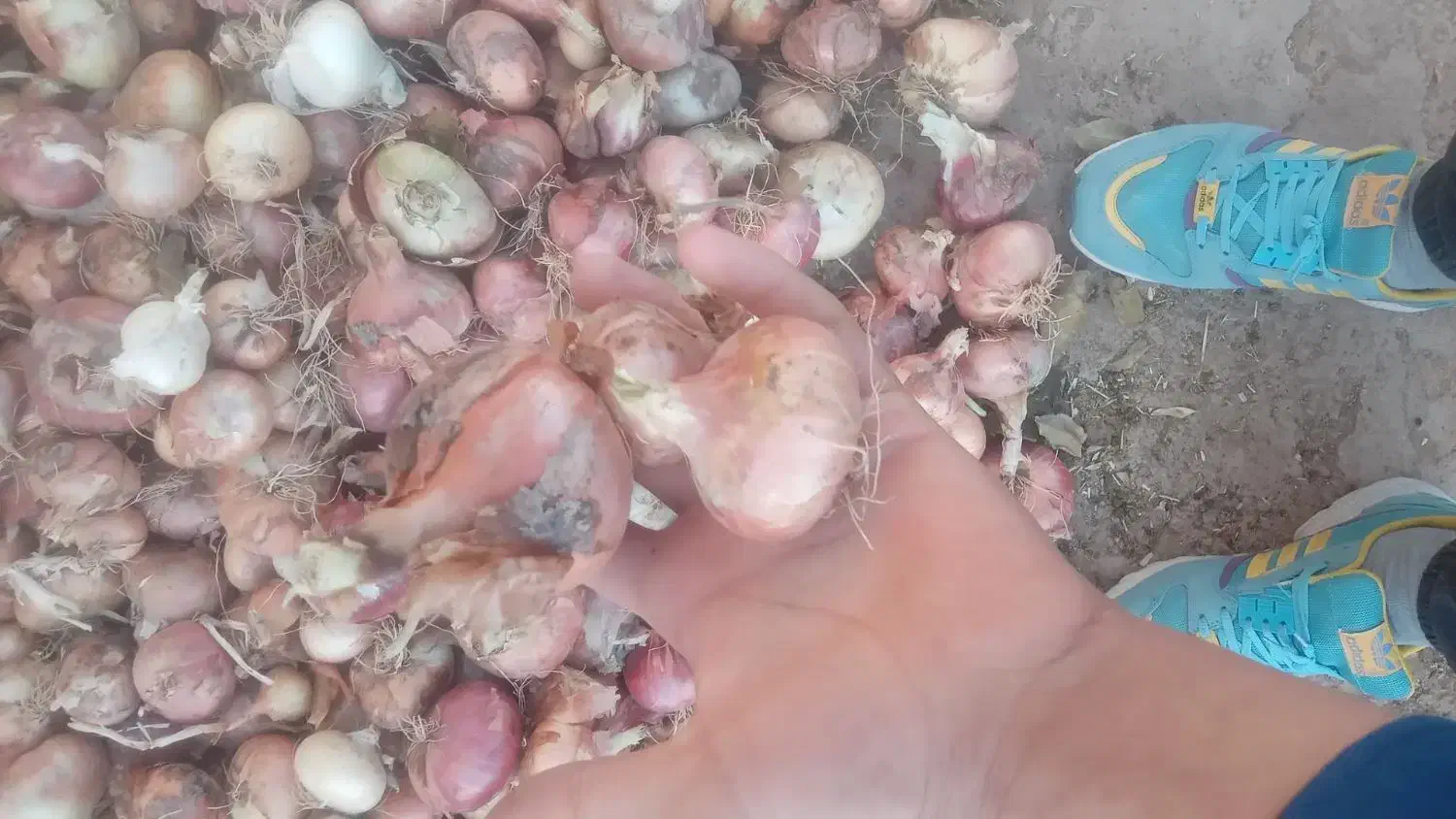 پیاز محلی|خوردنی و آشامیدنی|افشار, |دیوار