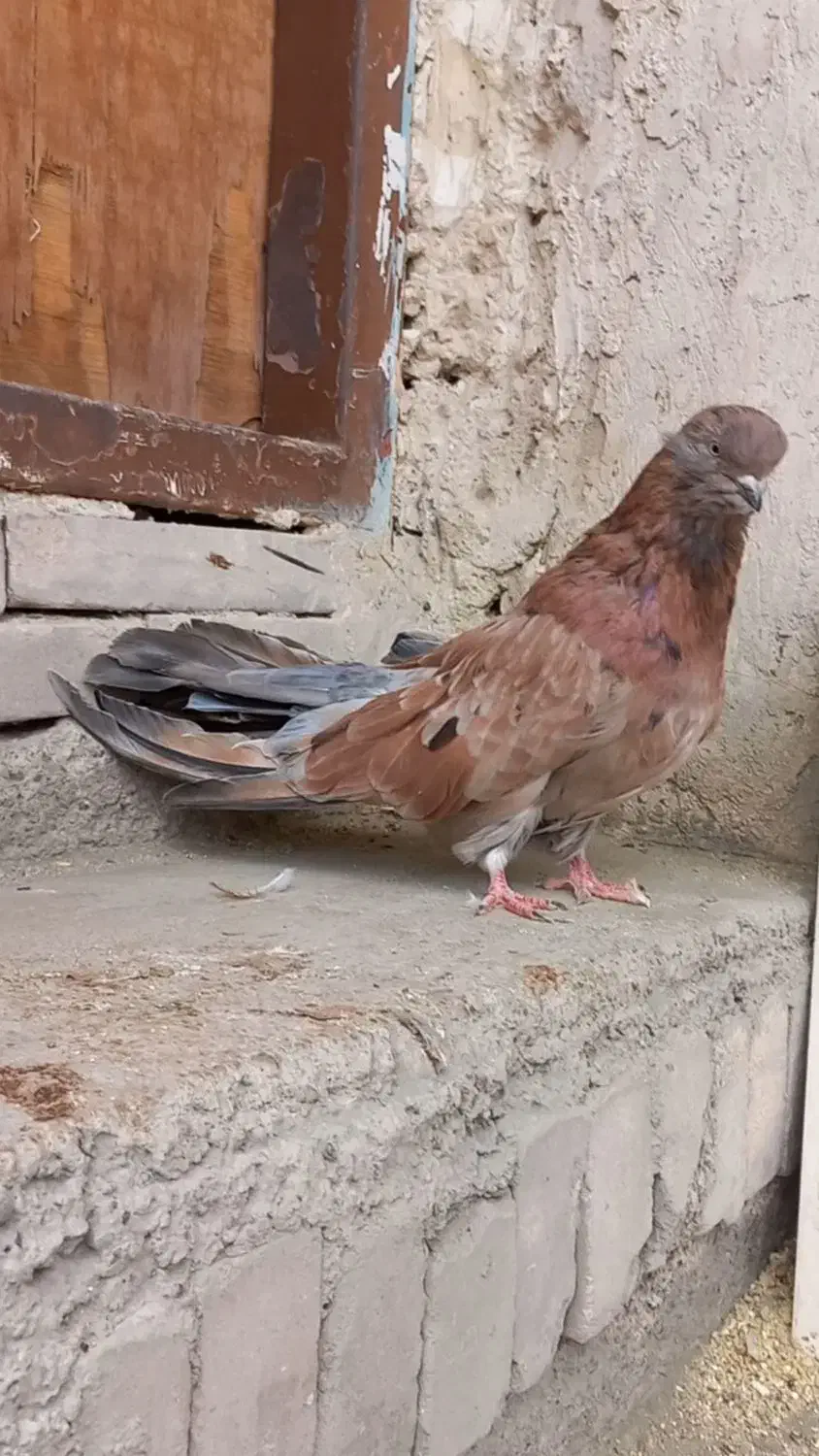 کبوتر ماده|پرنده|میانه, |دیوار