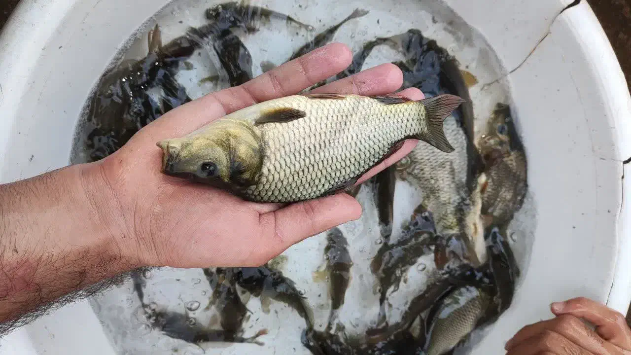 انواع بچه ماهی کپور و آمور امساله|ماهی|گرگان, |دیوار