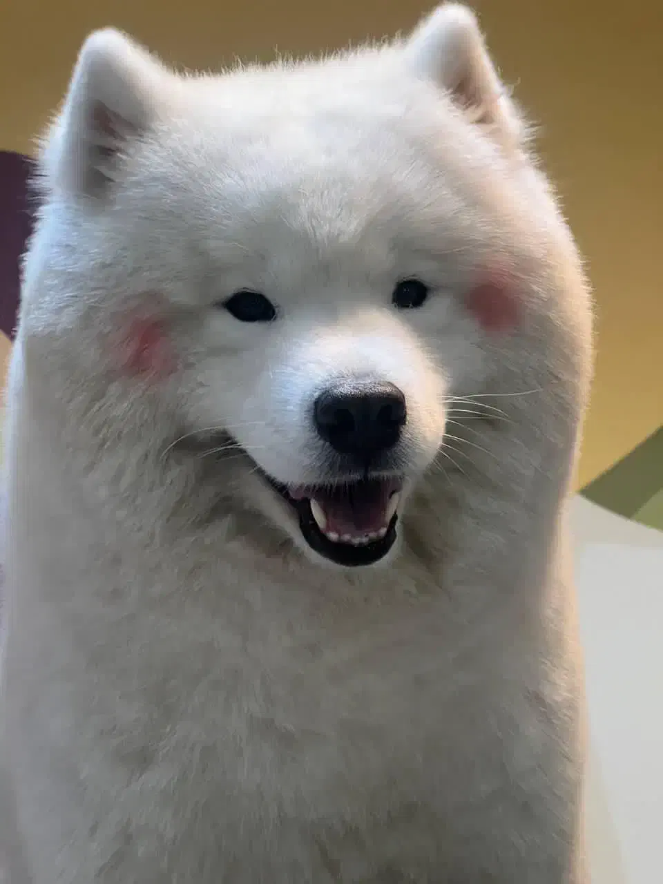 جفت یابی سگ ساموئید|سگ|بابل, |دیوار