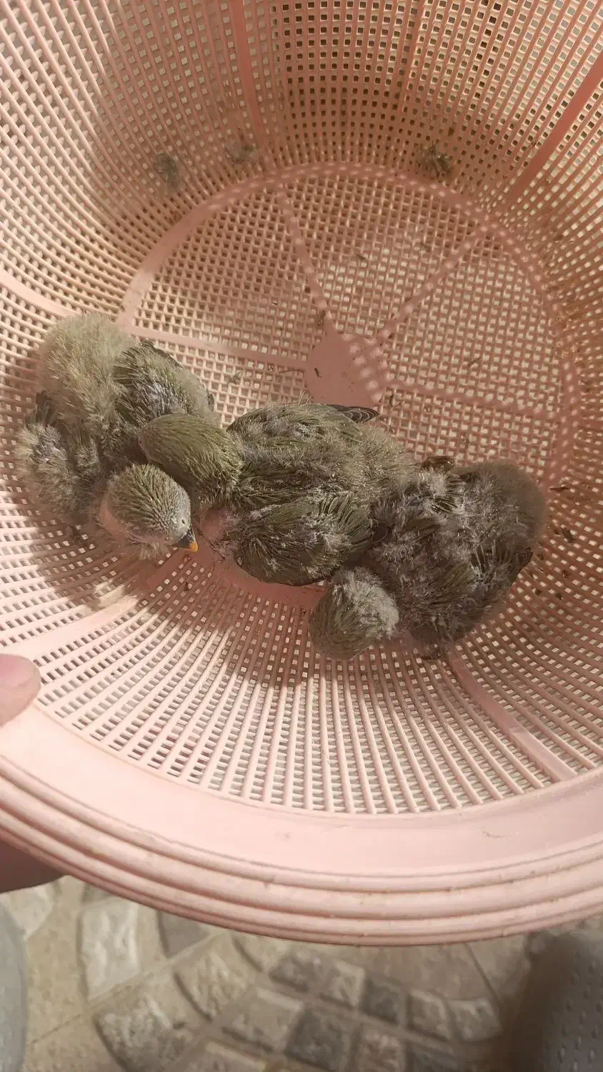 کوتوله اوپال برزیلی سرلاکی|پرنده|جهرم, |دیوار