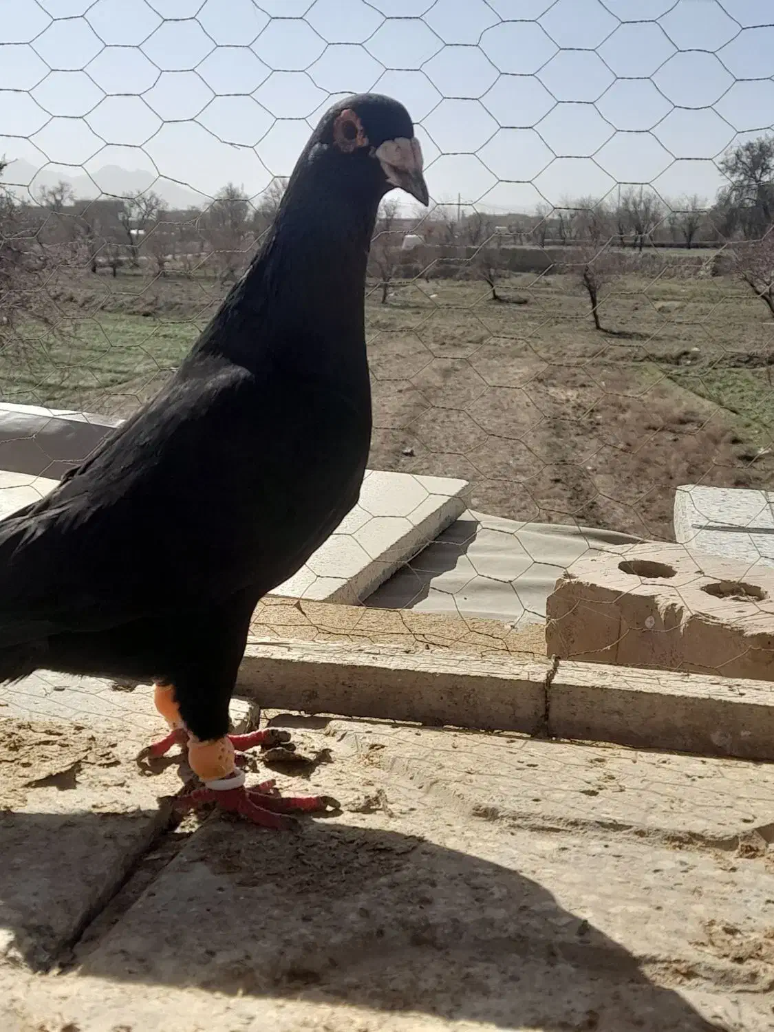 کفتر|پرنده|تربتحیدریه, منظر|دیوار