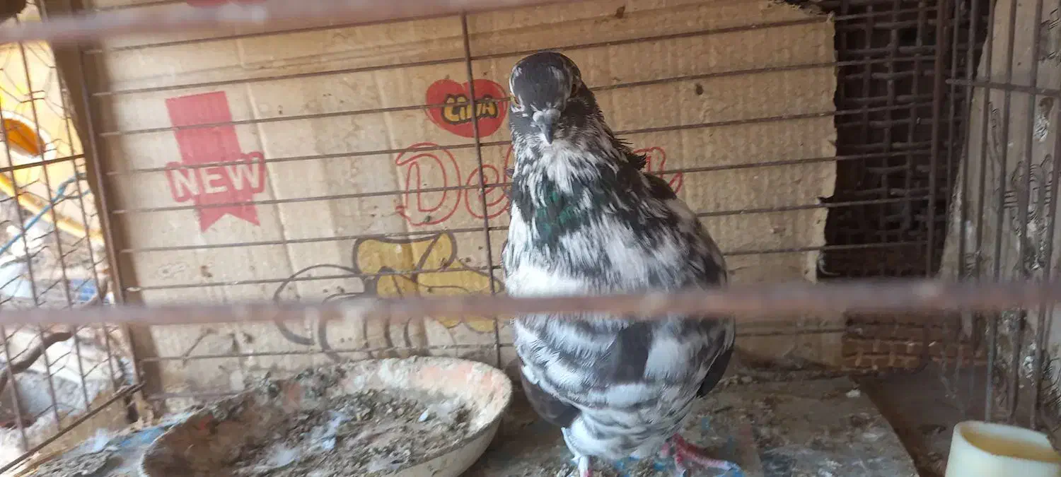 کبوتر  نکریز|پرنده|تخت, |دیوار