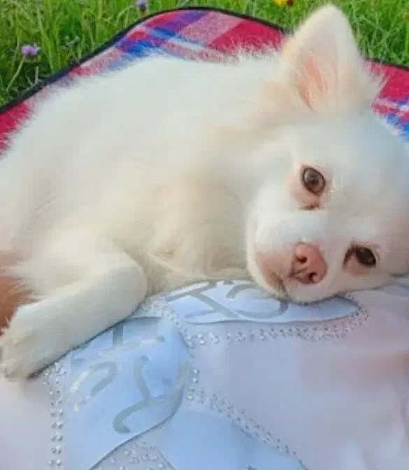 سگ پامر|سگ|نظرآباد, نجم آباد|دیوار