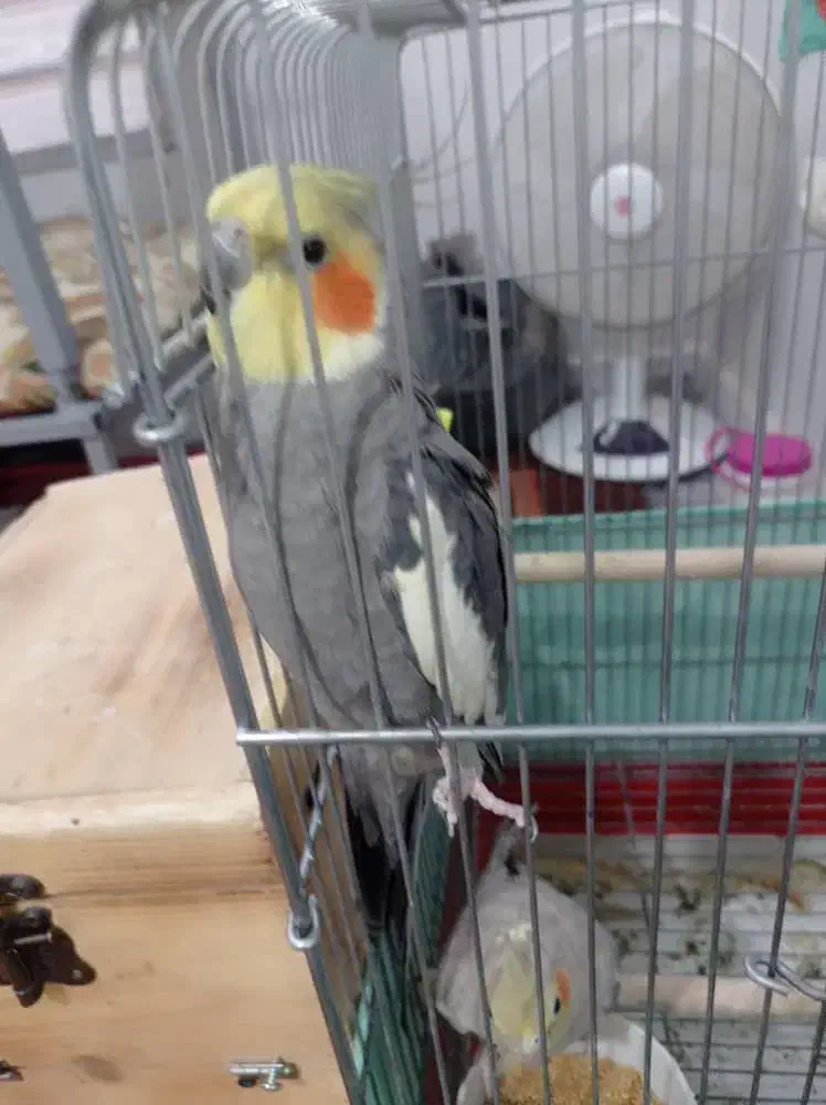 دوتا عروس هلندی جفت ویکی تکی بفروش میرسند|پرنده|اهواز, کوی سعدی|دیوار