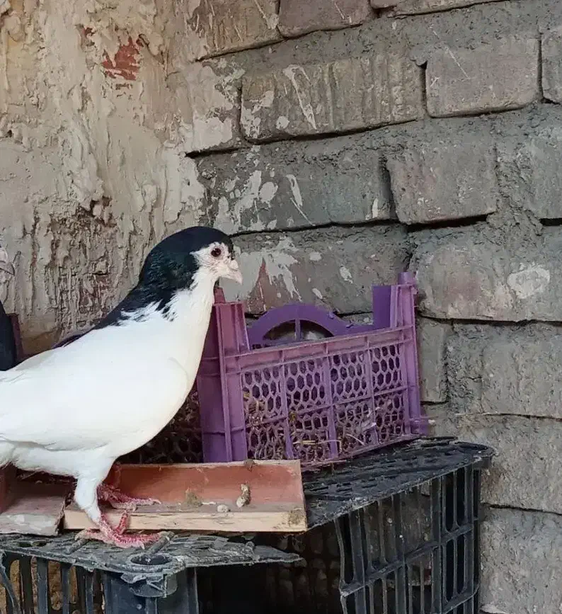 پیراهن لباس تیشرت.یال کرمانی مامله با جوجه المانی|لباس|زابل, |دیوار