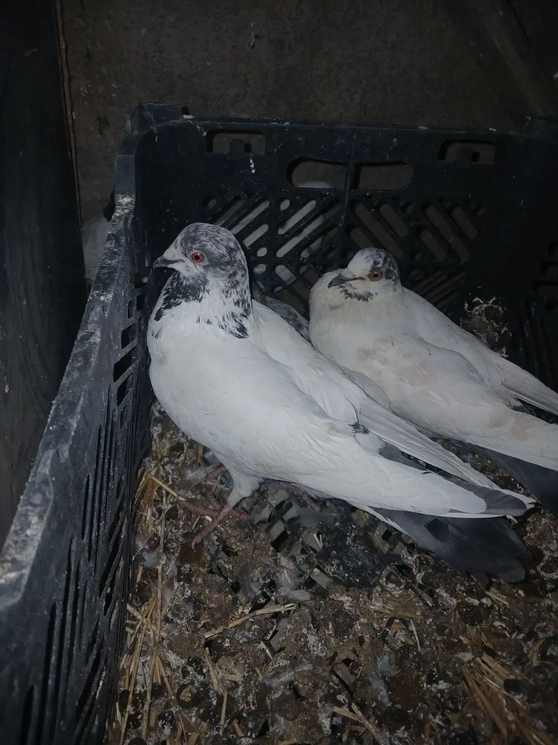 کبوتر|پرنده|دالاهو, |دیوار