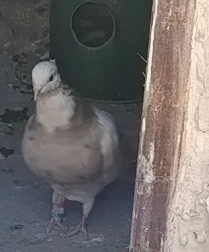 طوقی|پرنده|کامیاران, |دیوار