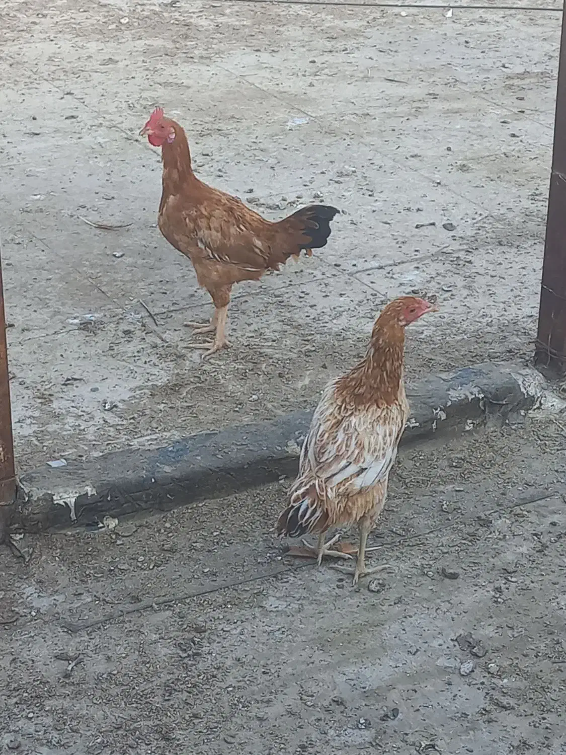 مرغ و خروس لاری|حیوانات مزرعه|پاکدشت, پاکدشت (مامازند)|دیوار