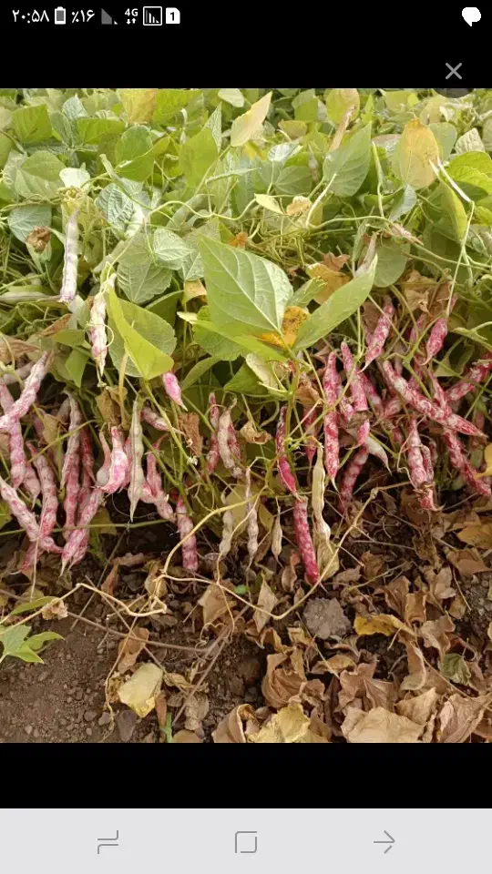 لوبیا چیتی خوش پخت|خوردنی و آشامیدنی|کبودرآهنگ, |دیوار