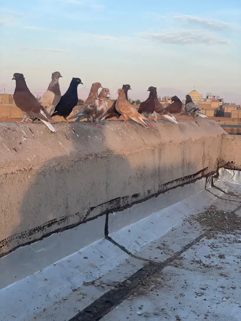 ۱۲عدد دم‌سفید همه رنگی|حیوانات|یزد, |دیوار