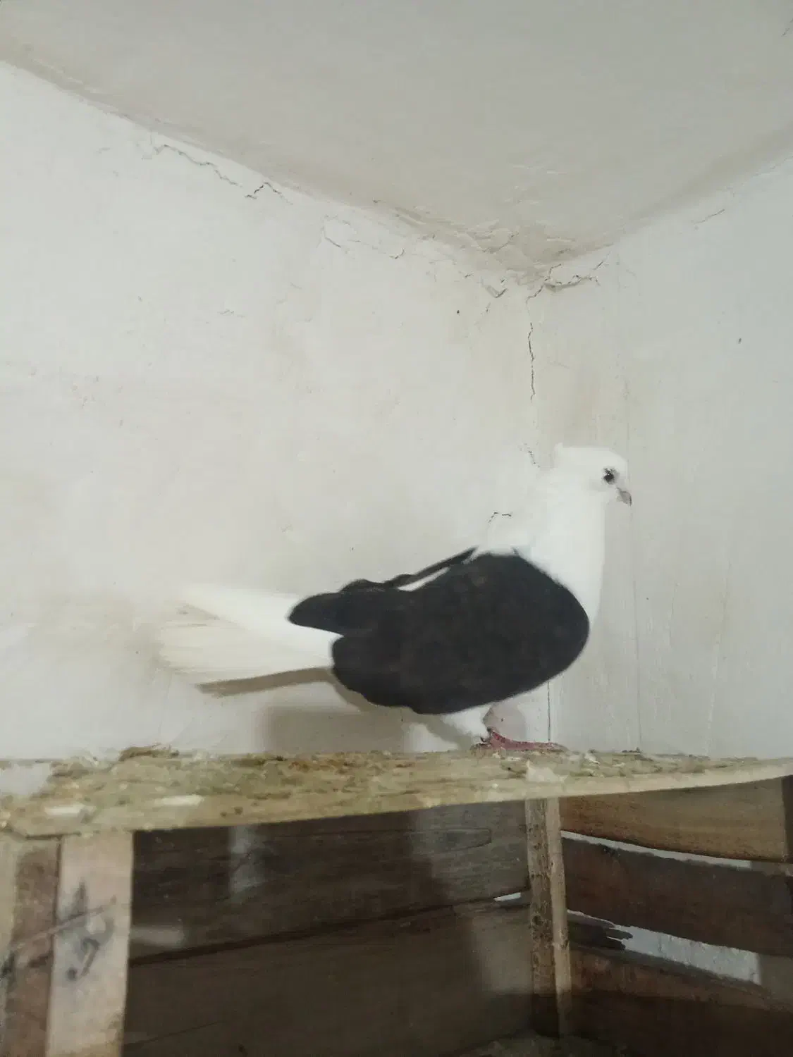 نرمرکبی|پرنده|زاغه, |دیوار