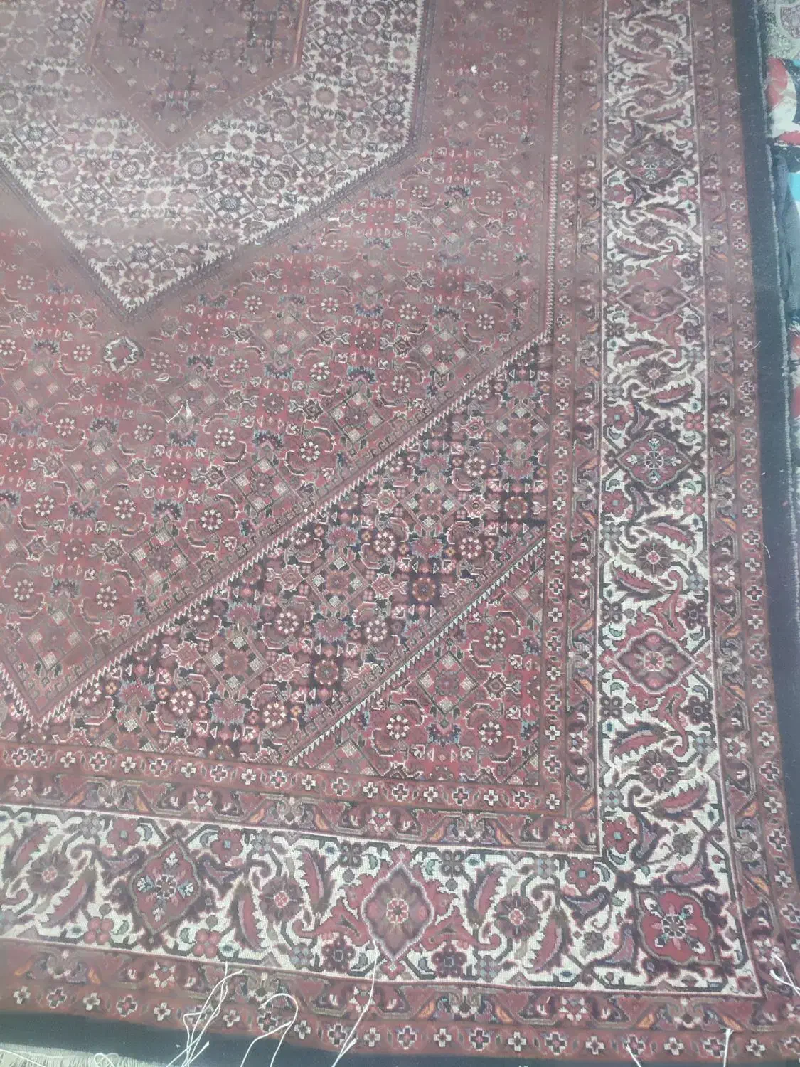 فرش دستبافت بسیار زیبا و پر پرز|فرش|سجاس رود, |دیوار