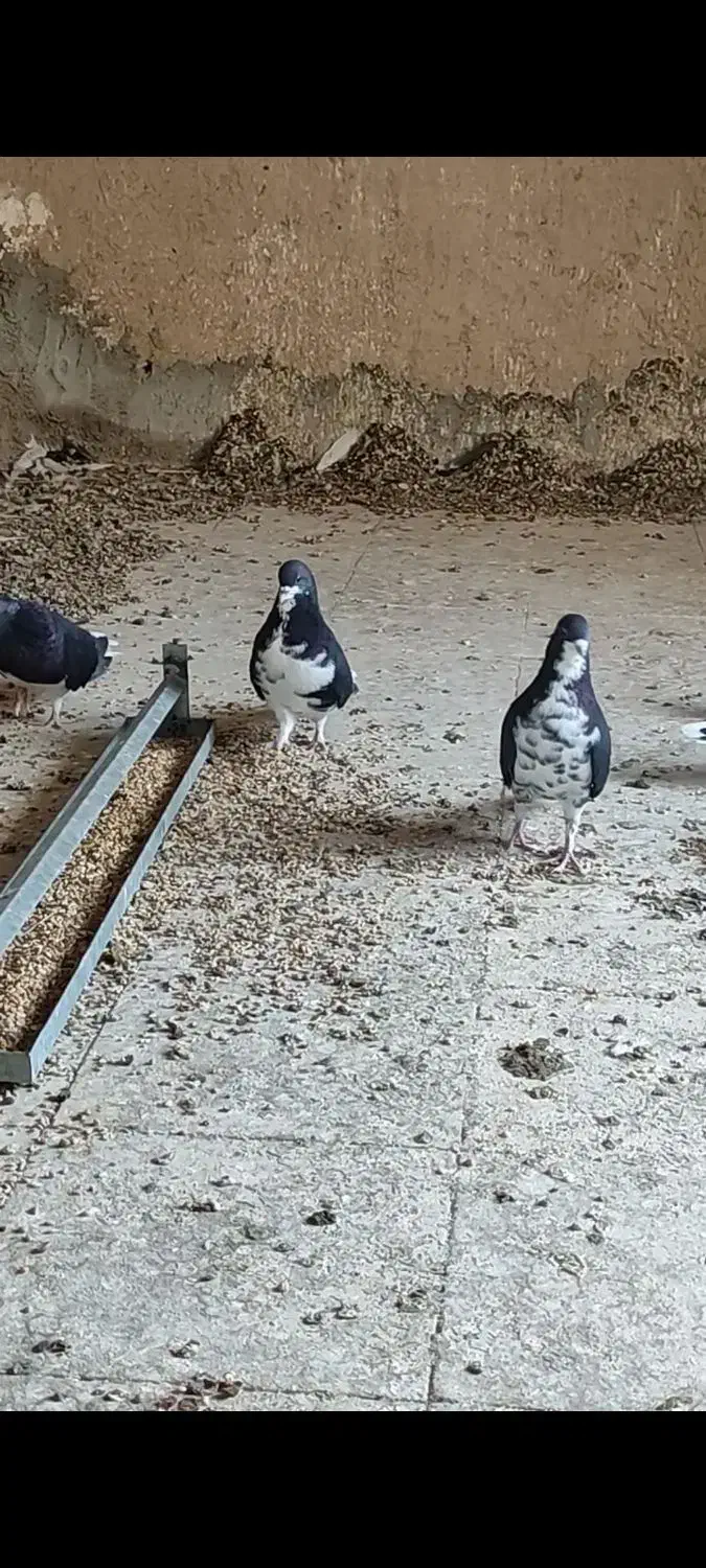 شهری سیاه|پرنده|کردیان, |دیوار