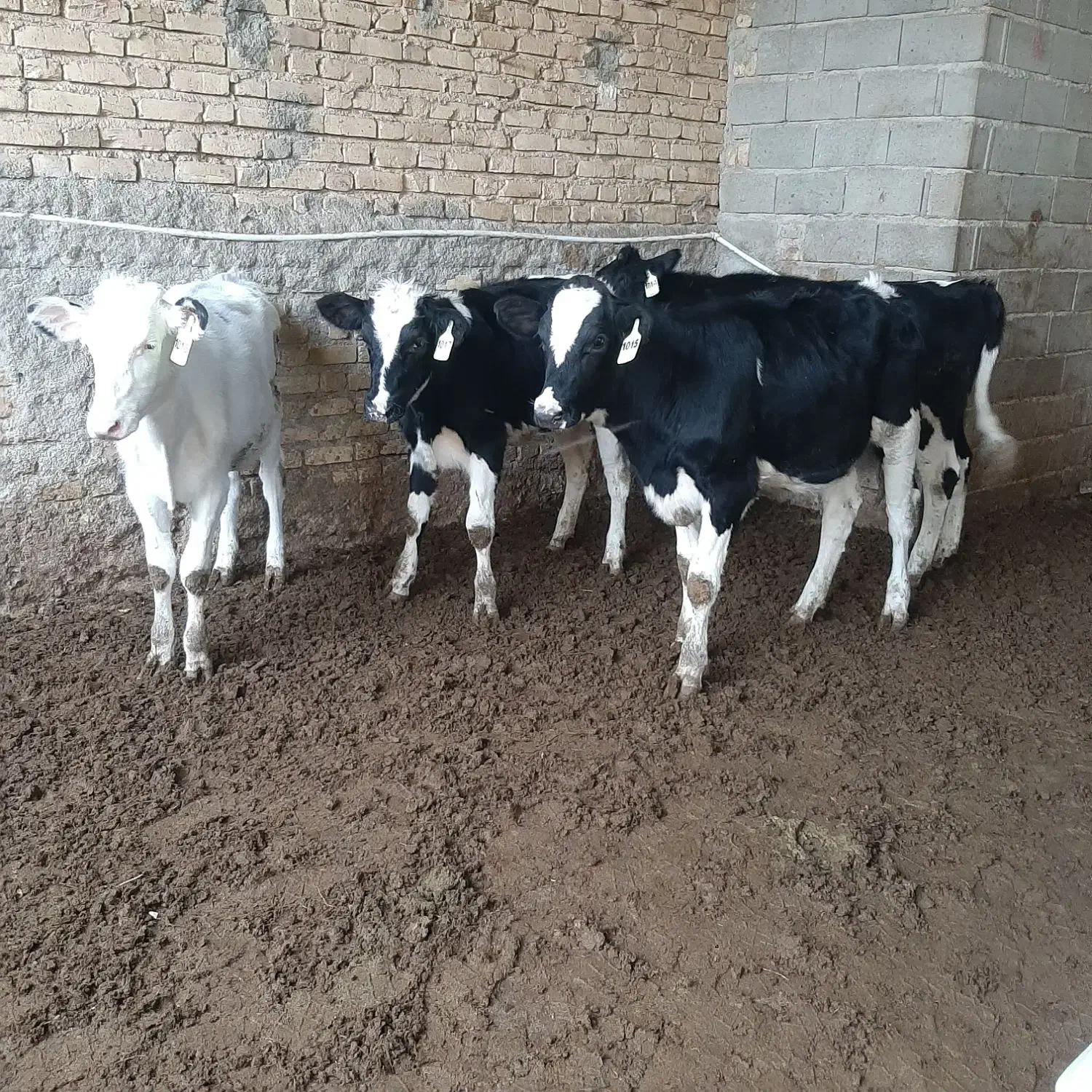 گاو گوساله تلیسه|حیوانات مزرعه|مرودشت, رامجرد یک|دیوار