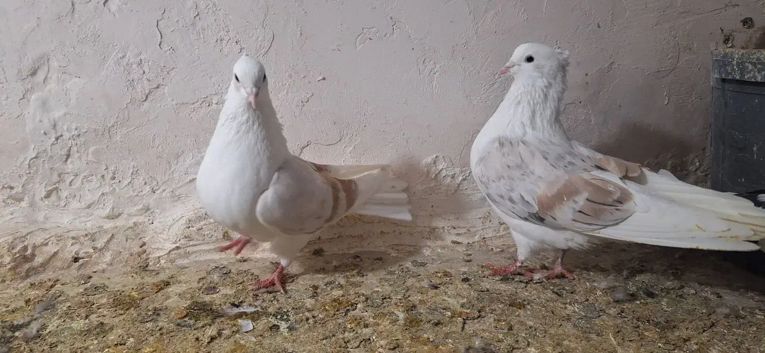 جفتگاهبضمانت همه چیز|پرنده|نیشابور, ده حلاج|دیوار