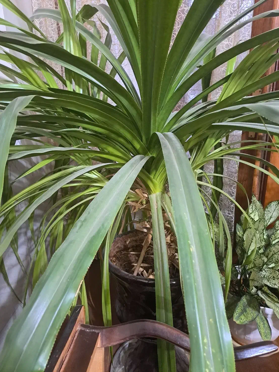 فروش گل پاندانوس|گل و گیاه طبیعی|نجفآباد, الله اکبر|دیوار