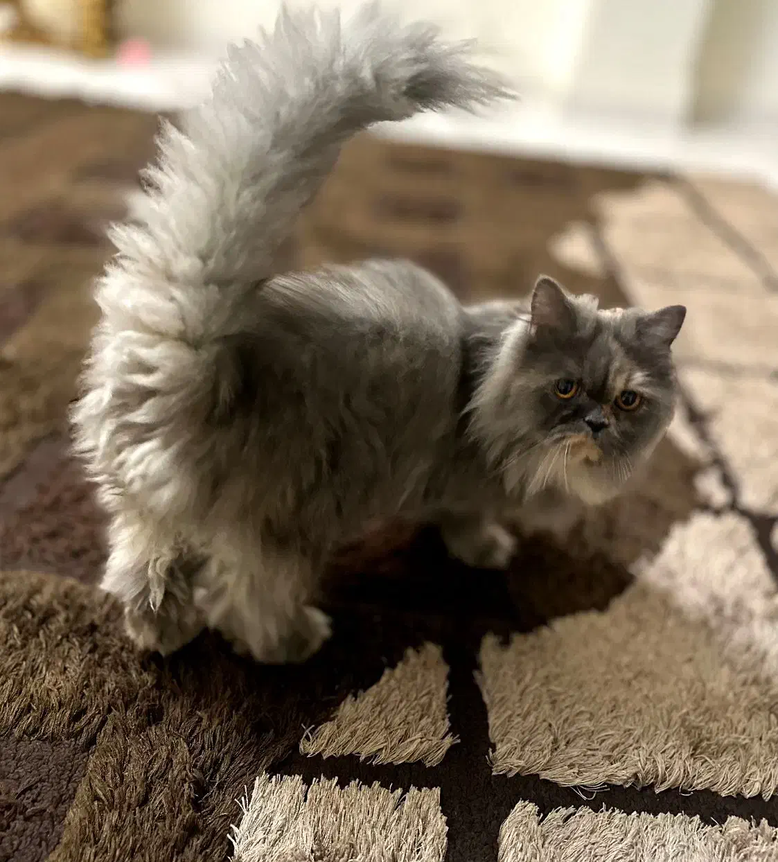 گربه ماده پرشین تربیت شده|گربه|گرگان, |دیوار