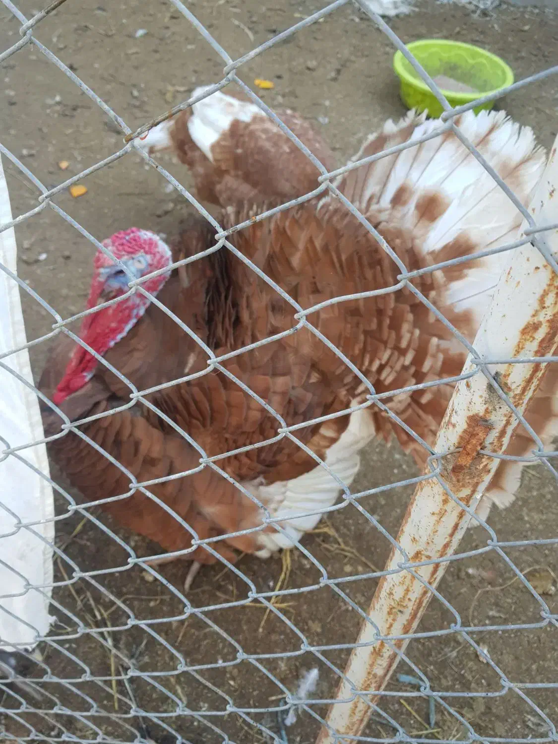 بوقلمون بوربون|حیوانات مزرعه|آزادشهر, |دیوار