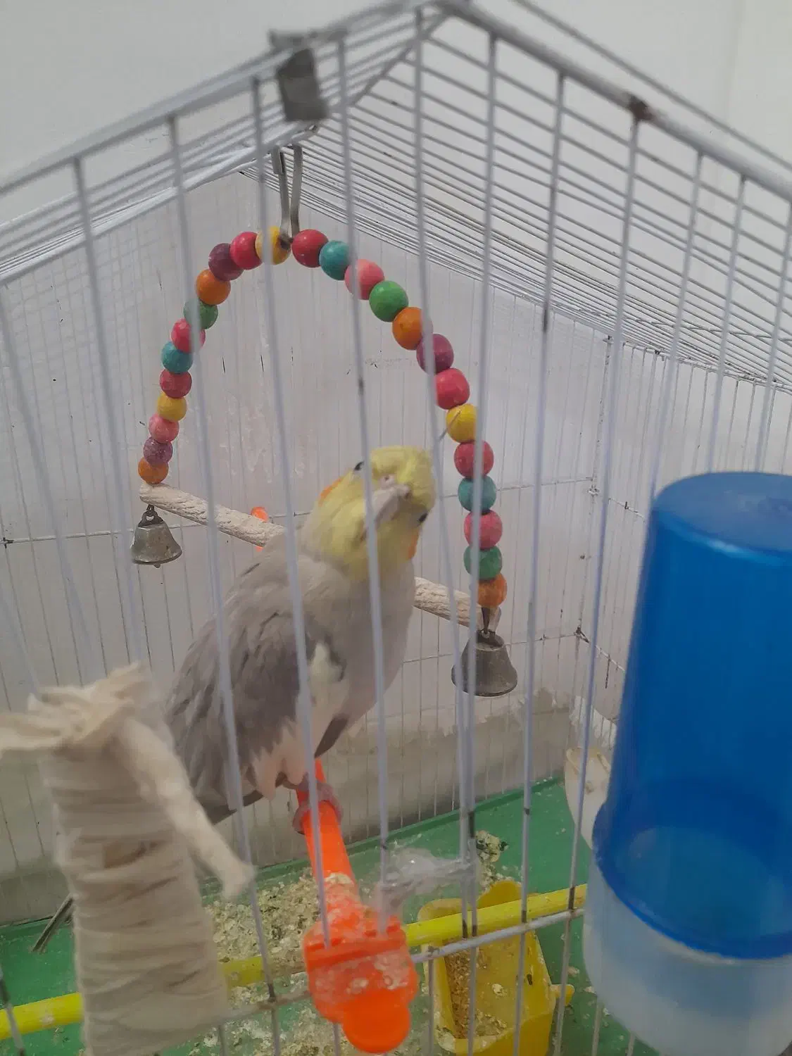 عروس هلندی|پرنده|نیشابور, مسکن مهر نور|دیوار