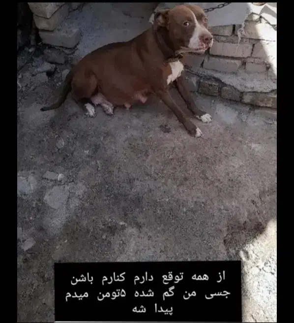 پیتبول. پیت بول مژدگانی یک جفت توله و ۵ تومن|حیوانات|مشهد, شترک|دیوار