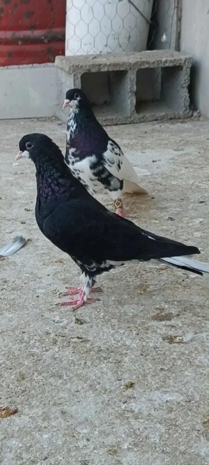 شهری سیاه|پرنده|برازجان, |دیوار